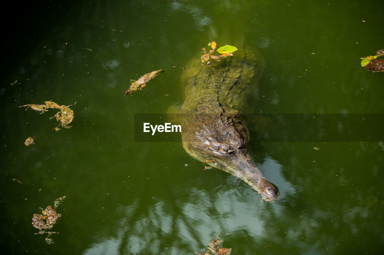 High angle view of crocodile swimming in lake