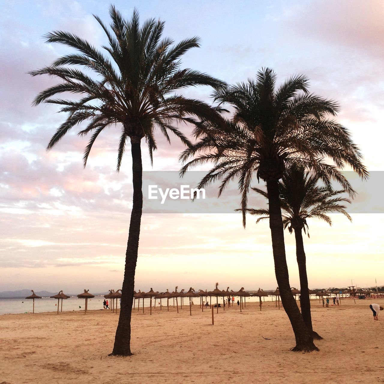 PALM TREES ON BEACH AGAINST SKY