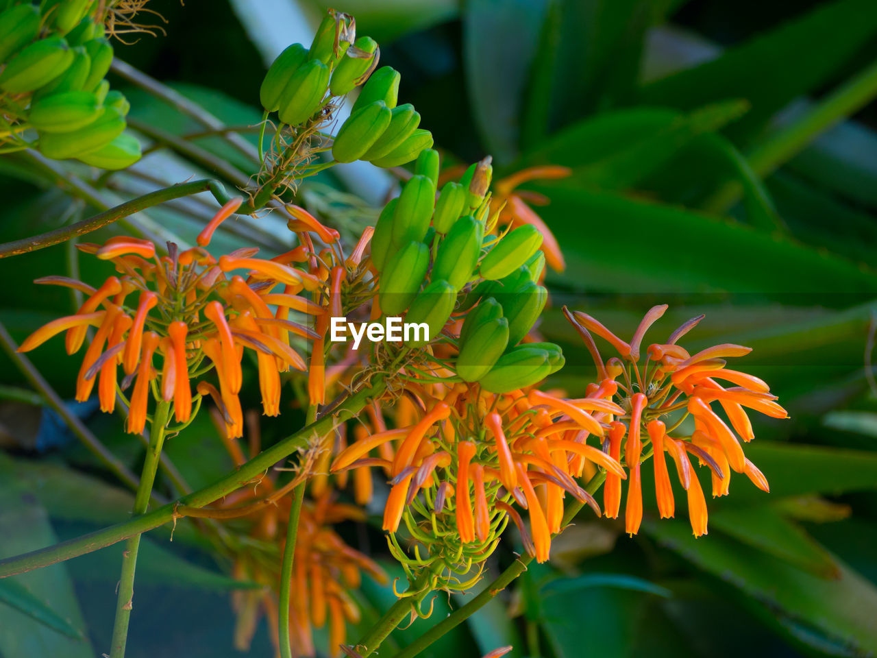 CLOSE-UP OF ORANGE PLANT