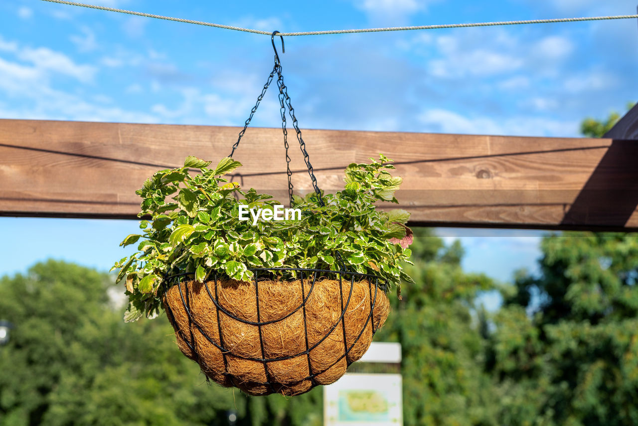 CLOSE-UP OF FRESH VEGETABLES AGAINST SKY