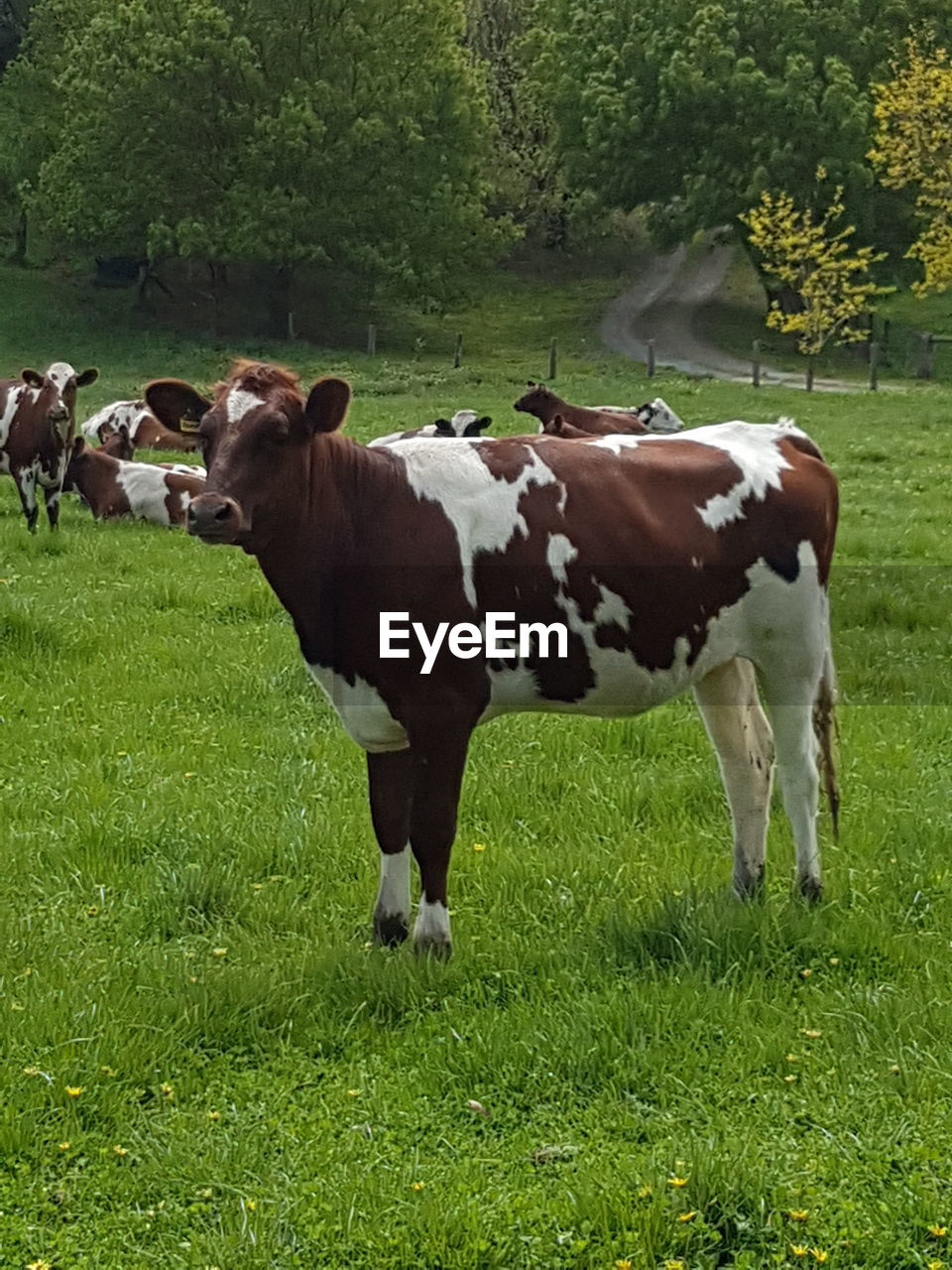 COW STANDING ON FIELD