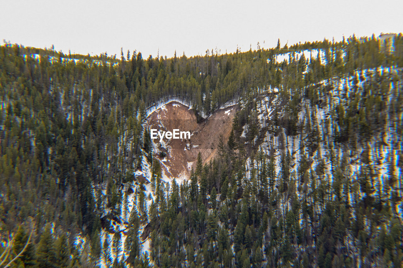 PANORAMIC VIEW OF ANIMAL ON GRASS