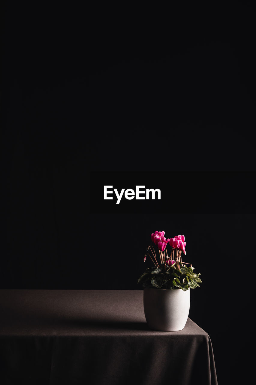 Close-up of flower vase against black background