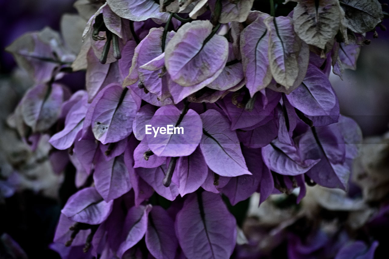 purple, flower, plant, lilac, close-up, beauty in nature, flowering plant, nature, freshness, petal, growth, fragility, leaf, focus on foreground, hydrangea, inflorescence, no people, macro photography, flower head, outdoors, plant part, day, lavender