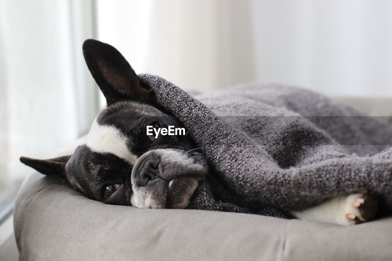 Close-up of french bulldog resting on pet bed