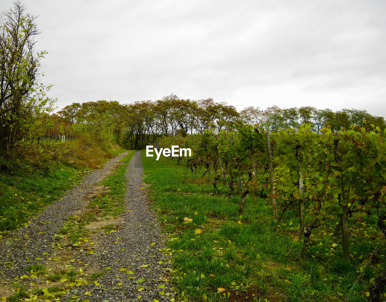 DIRT ROAD AMIDST PLANTS AND TREES AGAINST SKY