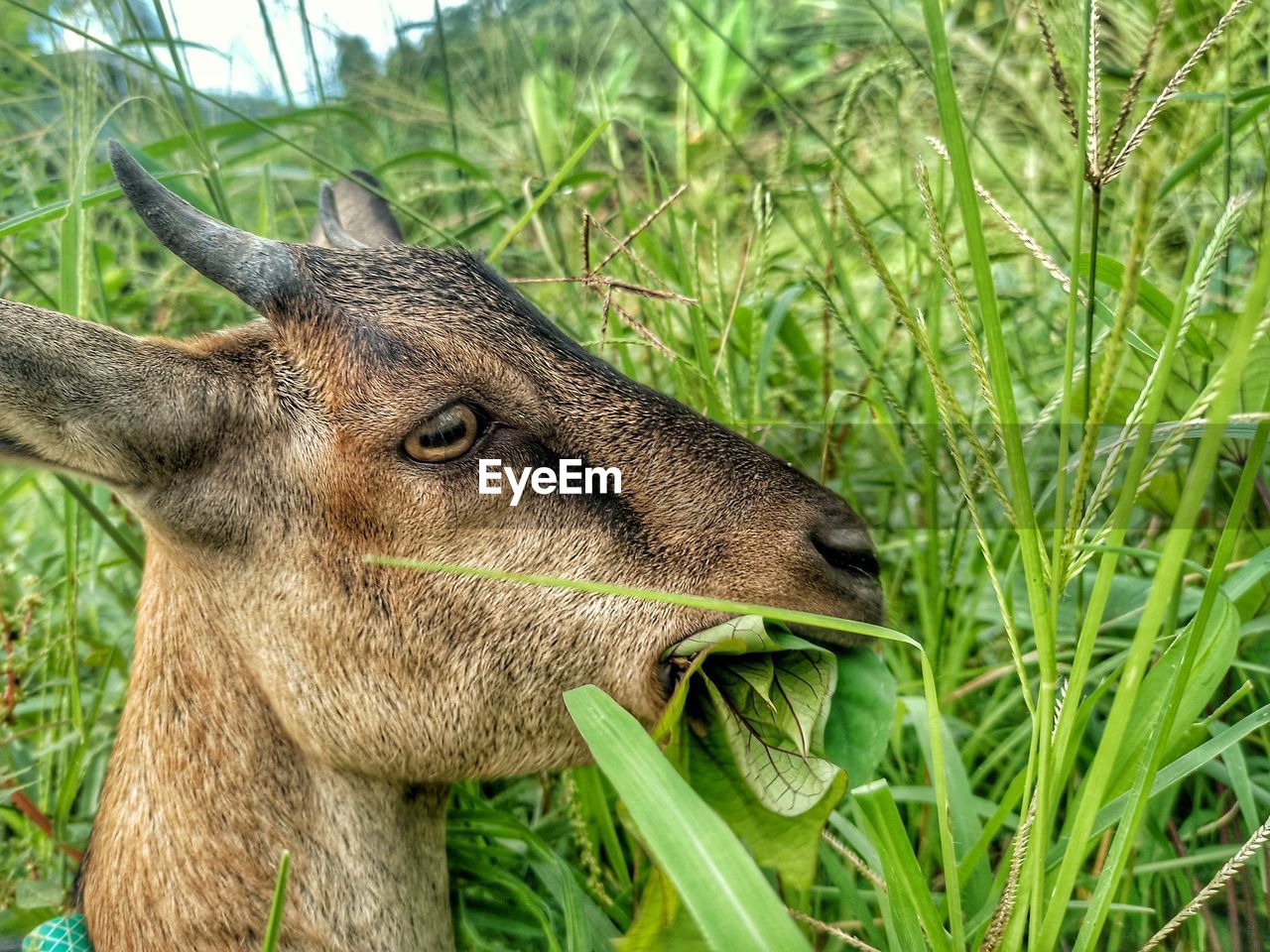 CLOSE-UP OF DEER IN THE FIELD