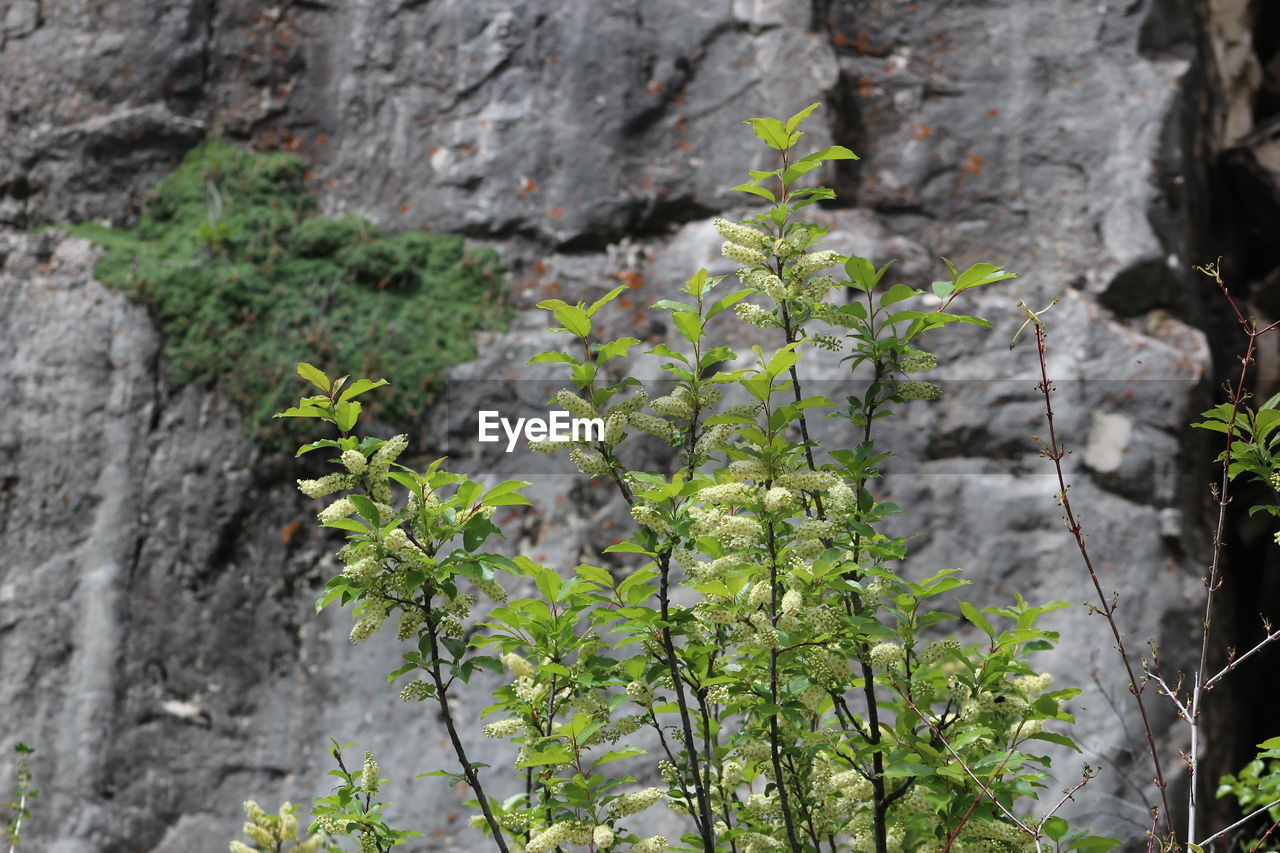 PLANTS GROWING ON ROCKS