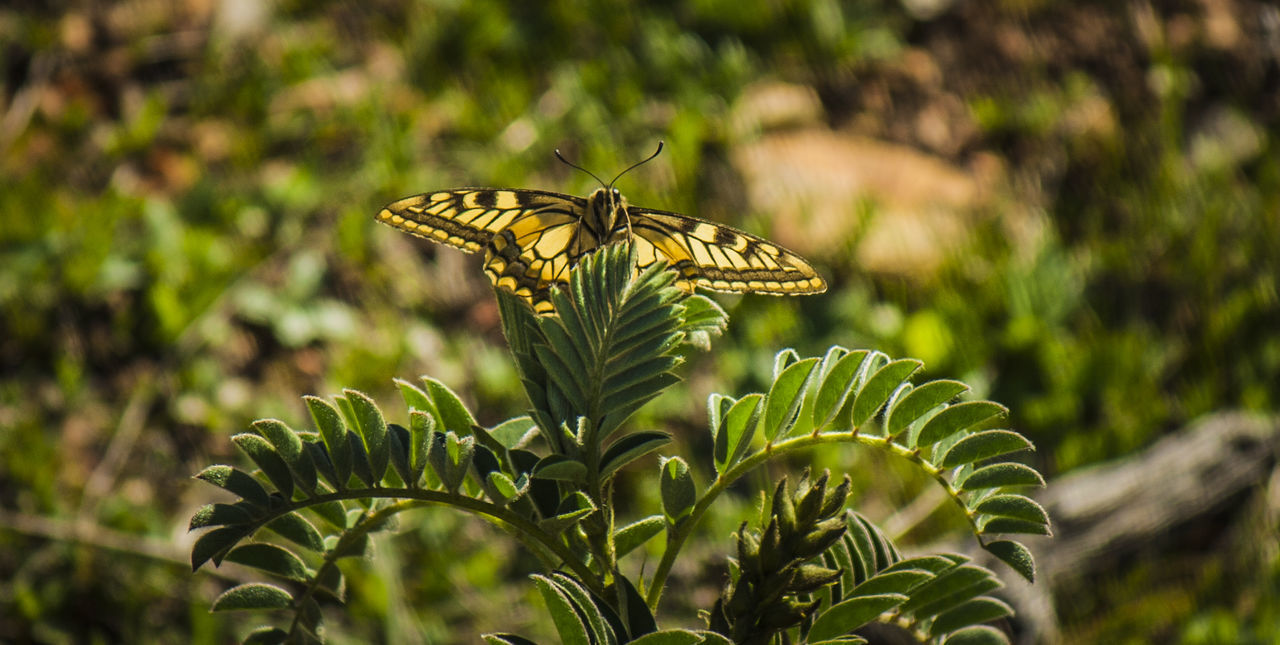 CLOSE-UP OF BUTTERFLY ON PLANT OUTDOORS