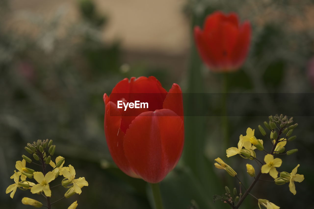 flower, flowering plant, plant, beauty in nature, freshness, red, nature, petal, close-up, flower head, fragility, inflorescence, growth, yellow, focus on foreground, no people, botany, outdoors, blossom, macro photography, springtime, tulip, plant part, leaf, poppy, day, multi colored, bud