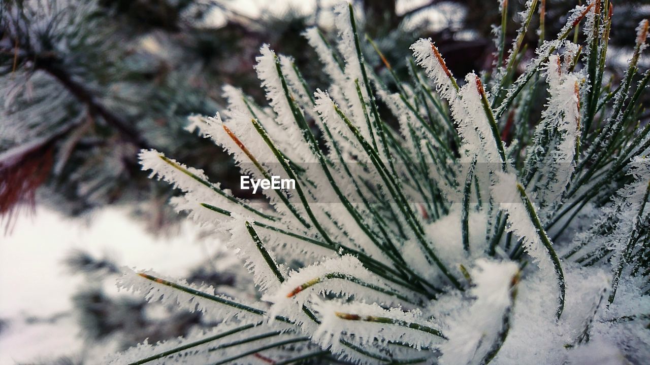 Close-up of pine tree during winter