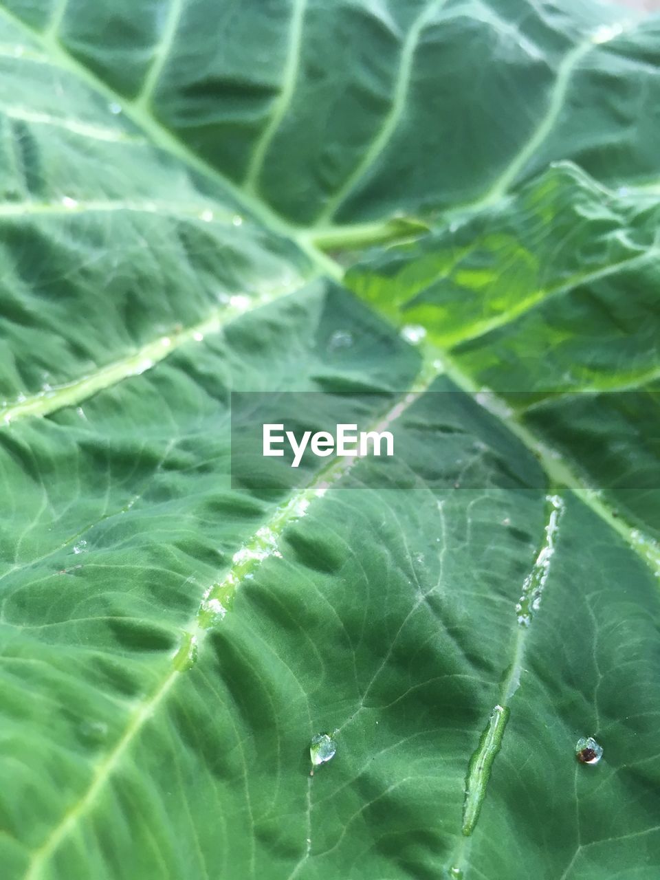 FULL FRAME SHOT OF WATER IN GREEN LEAF