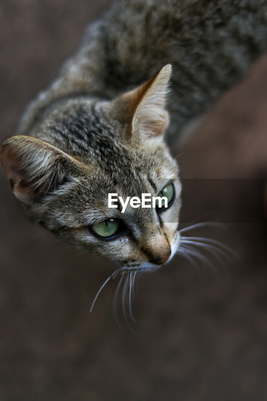 Beautiful brown cat with green eyes in stone ruins of angkor wat, cambodia