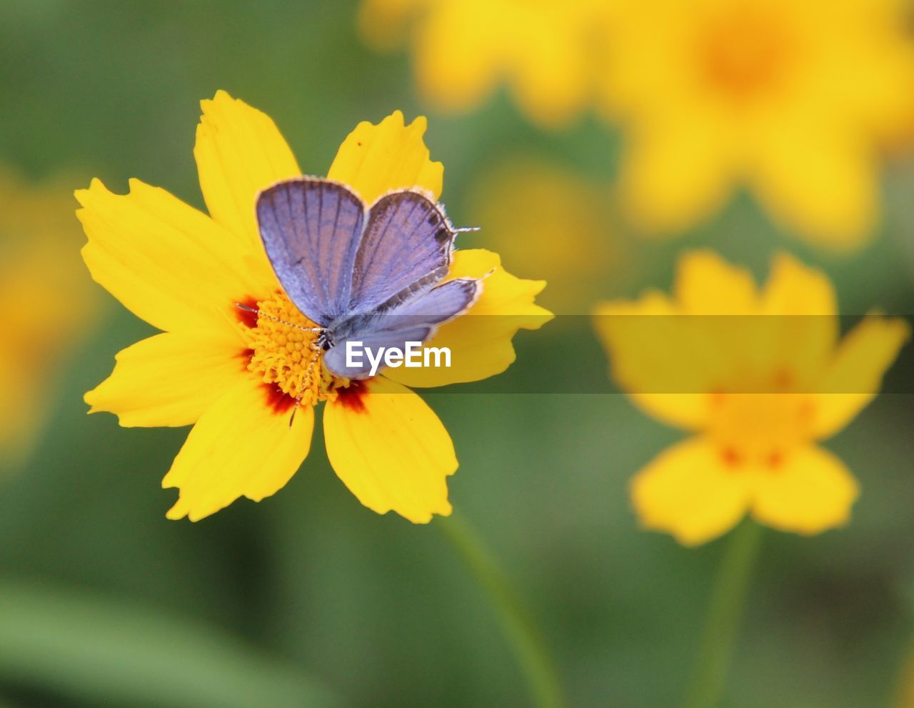 CLOSE-UP OF BUTTERFLY POLLINATING FLOWER