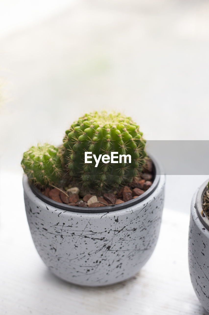 CLOSE-UP OF POTTED CACTUS PLANTS