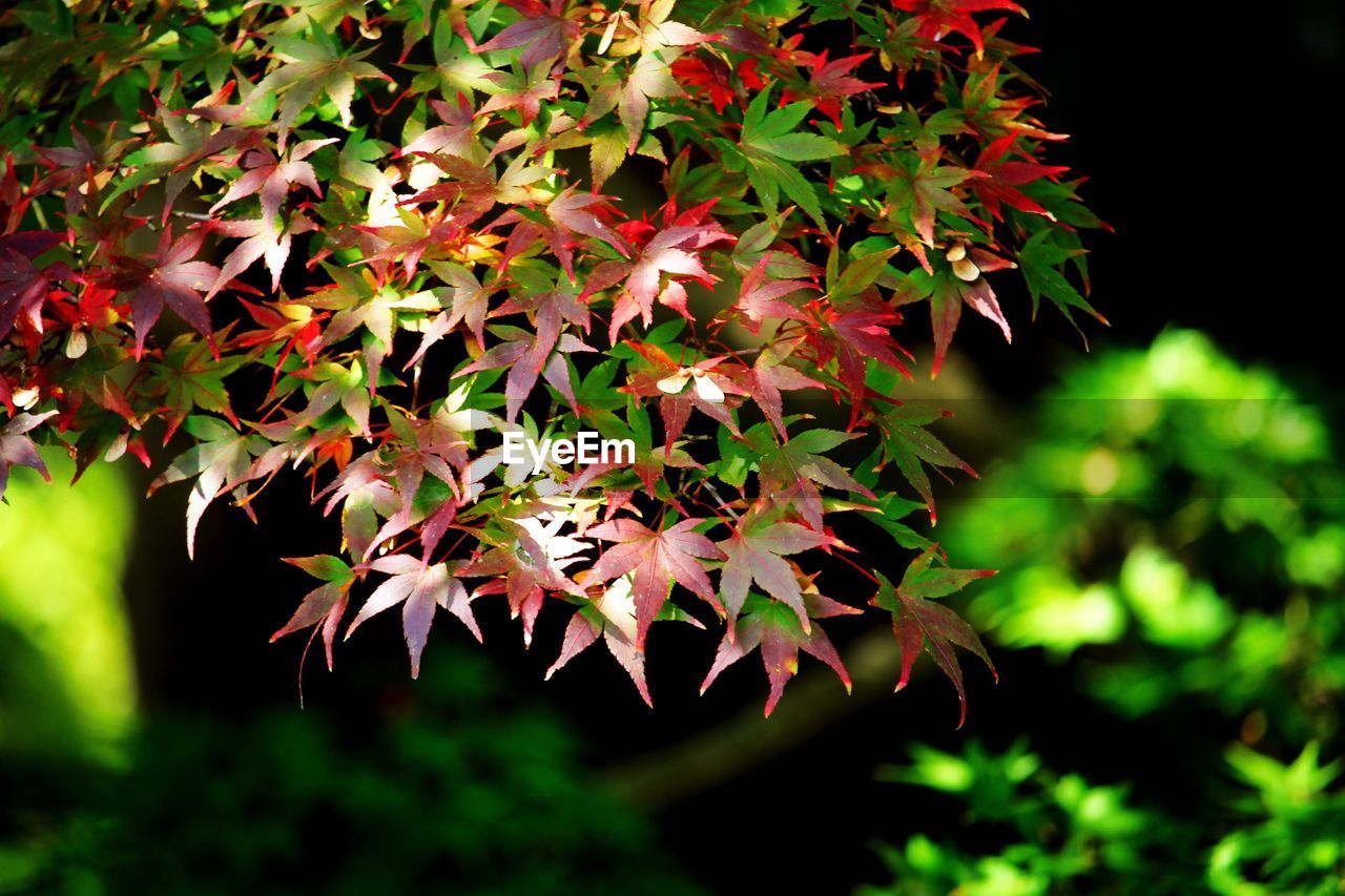 CLOSE-UP OF MAPLE LEAVES ON BRANCH