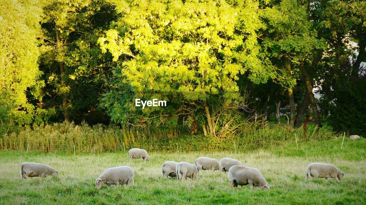 Sheep grazing on grassy field against trees