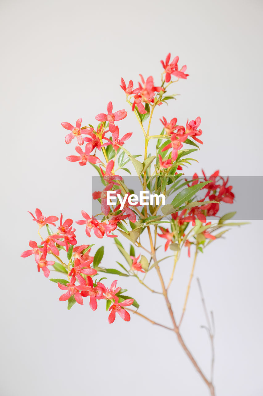 Close-up of flower against white background
