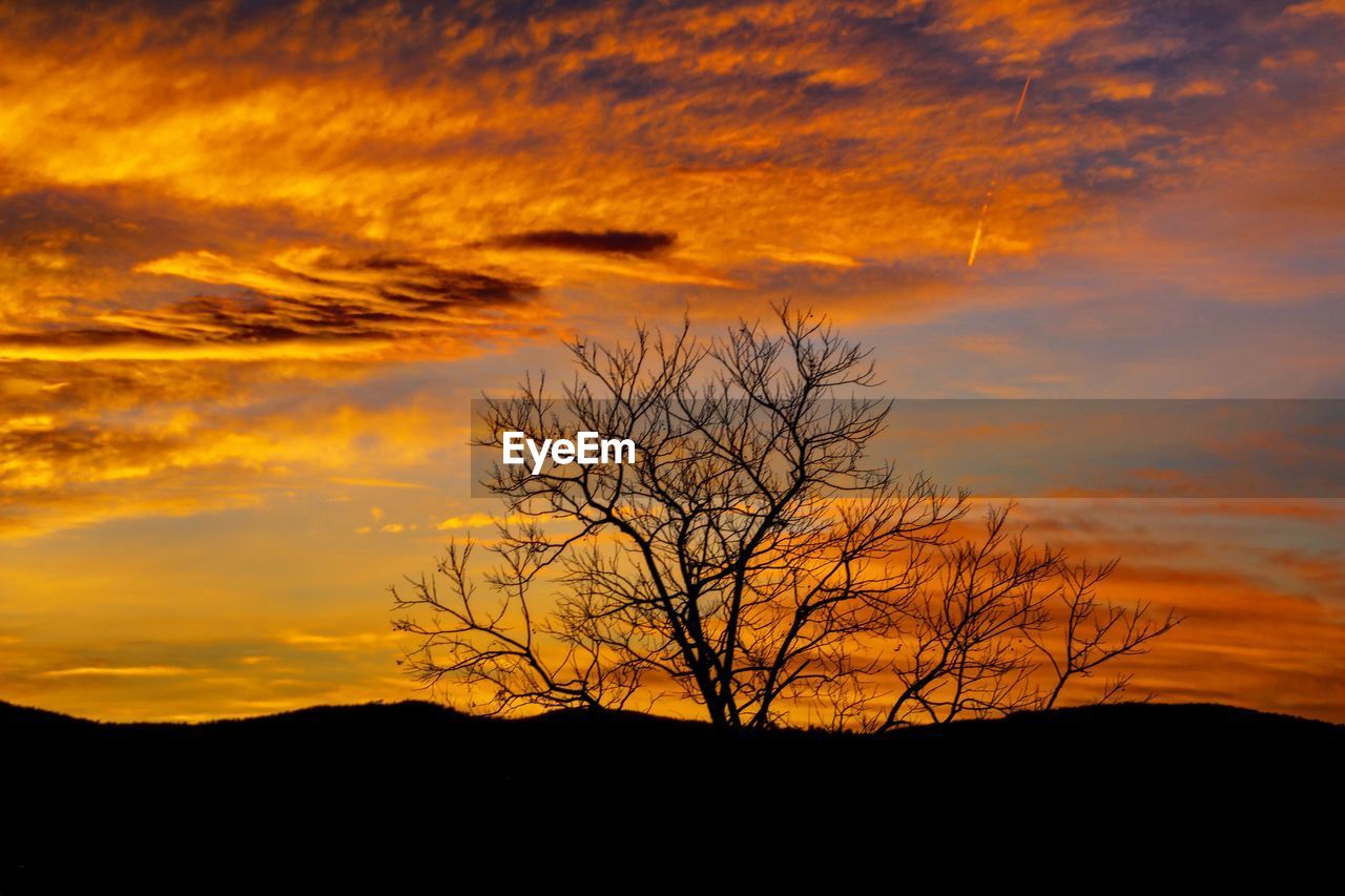 SILHOUETTE OF TREE AT SUNSET