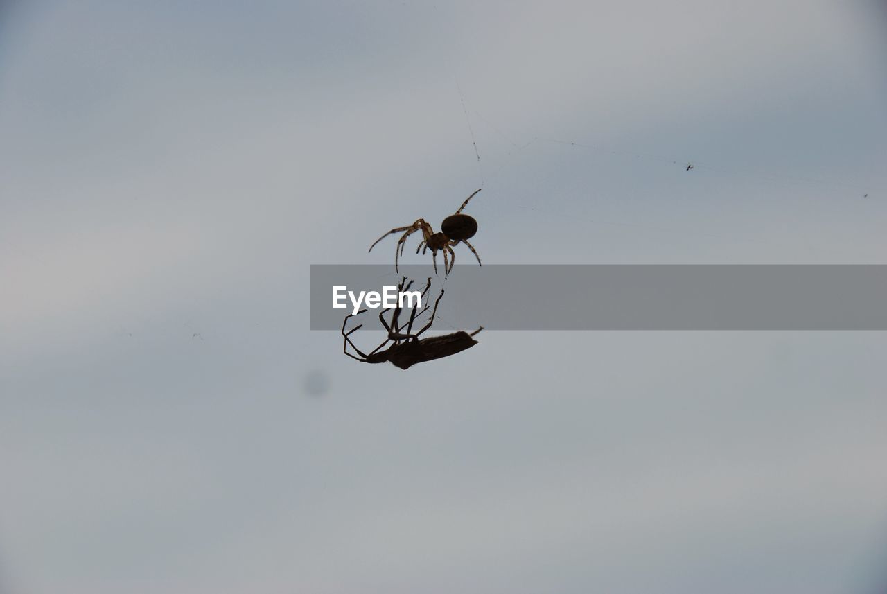 Low angle view of insect and spider on web