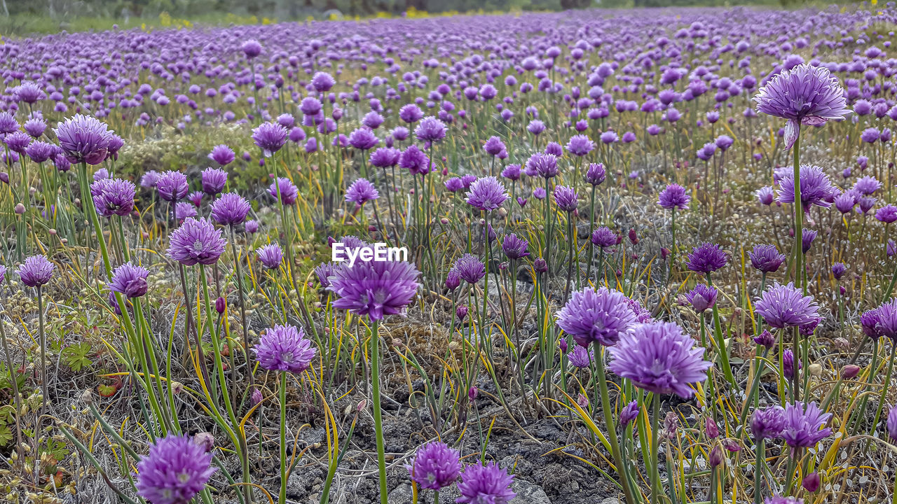 Close-up of purple flowering plants on land