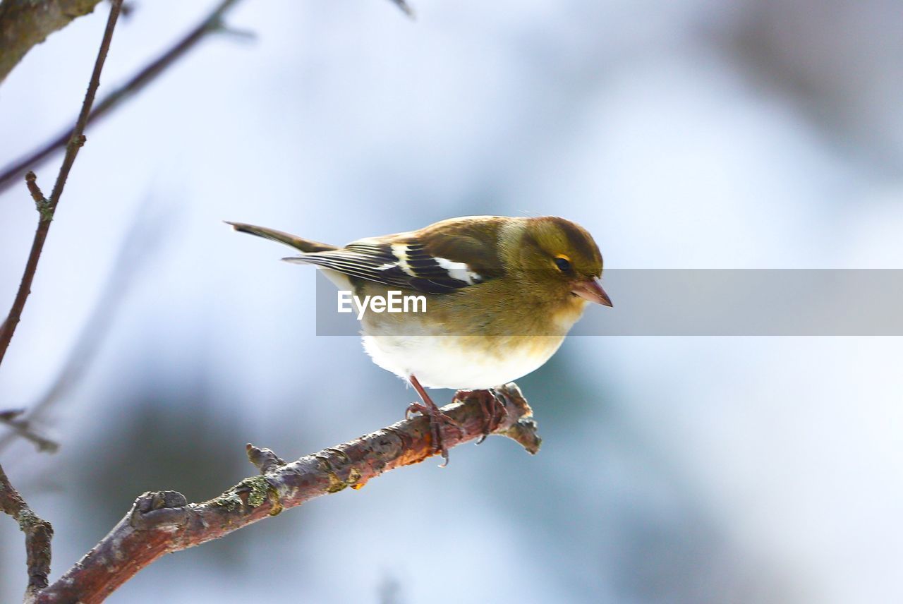 CLOSE-UP OF BIRD PERCHING ON TREE