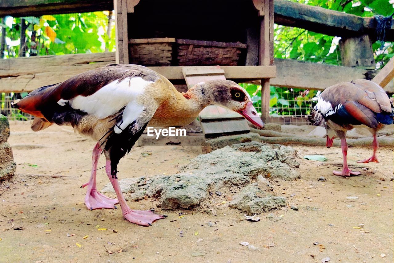 CLOSE-UP OF BIRD PERCHING