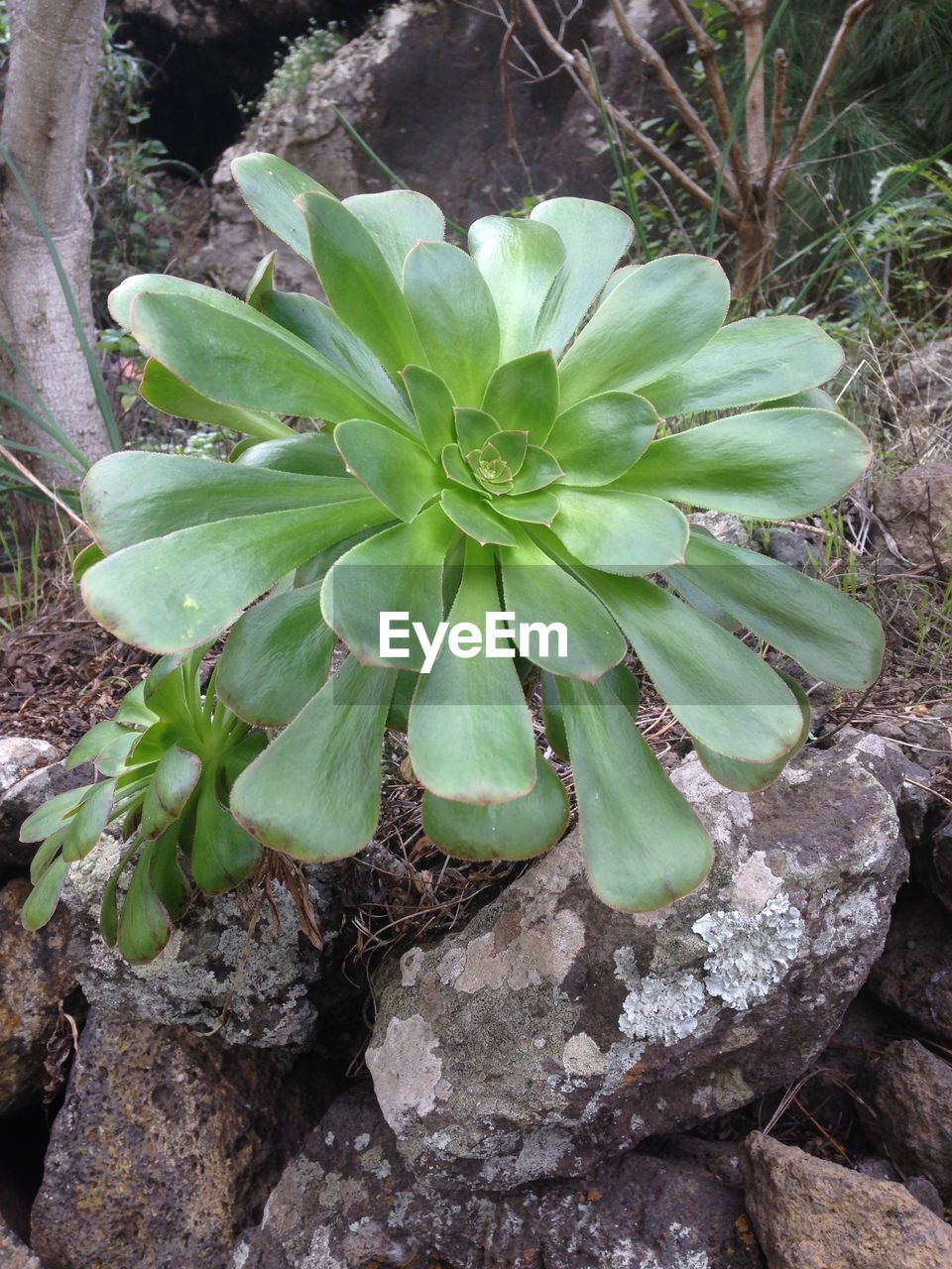 PLANT GROWING ON ROCKS