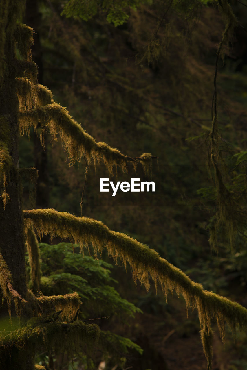 Close-up of moss growing on tree trunk in forest