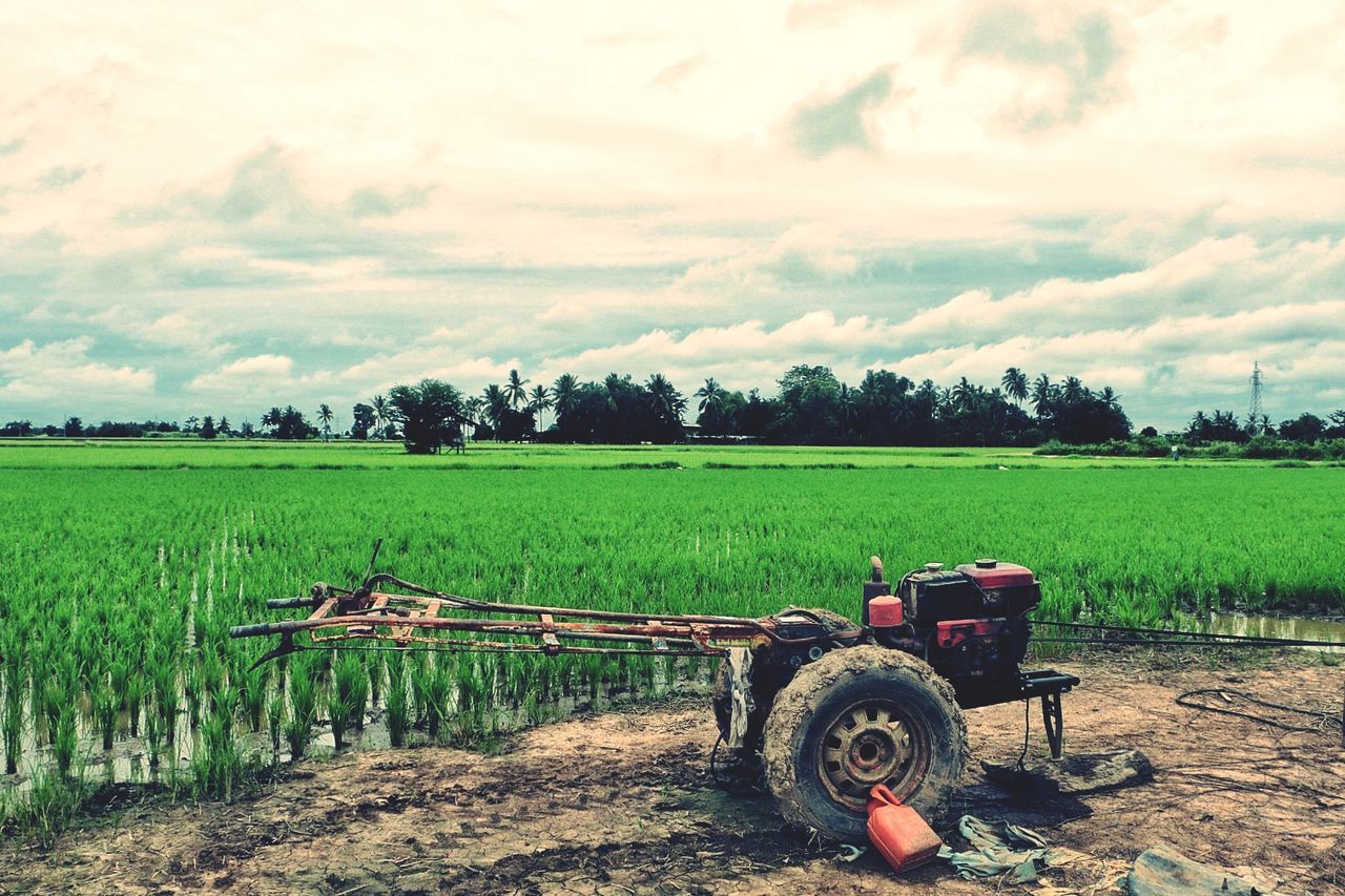 VIEW OF AGRICULTURAL FIELD