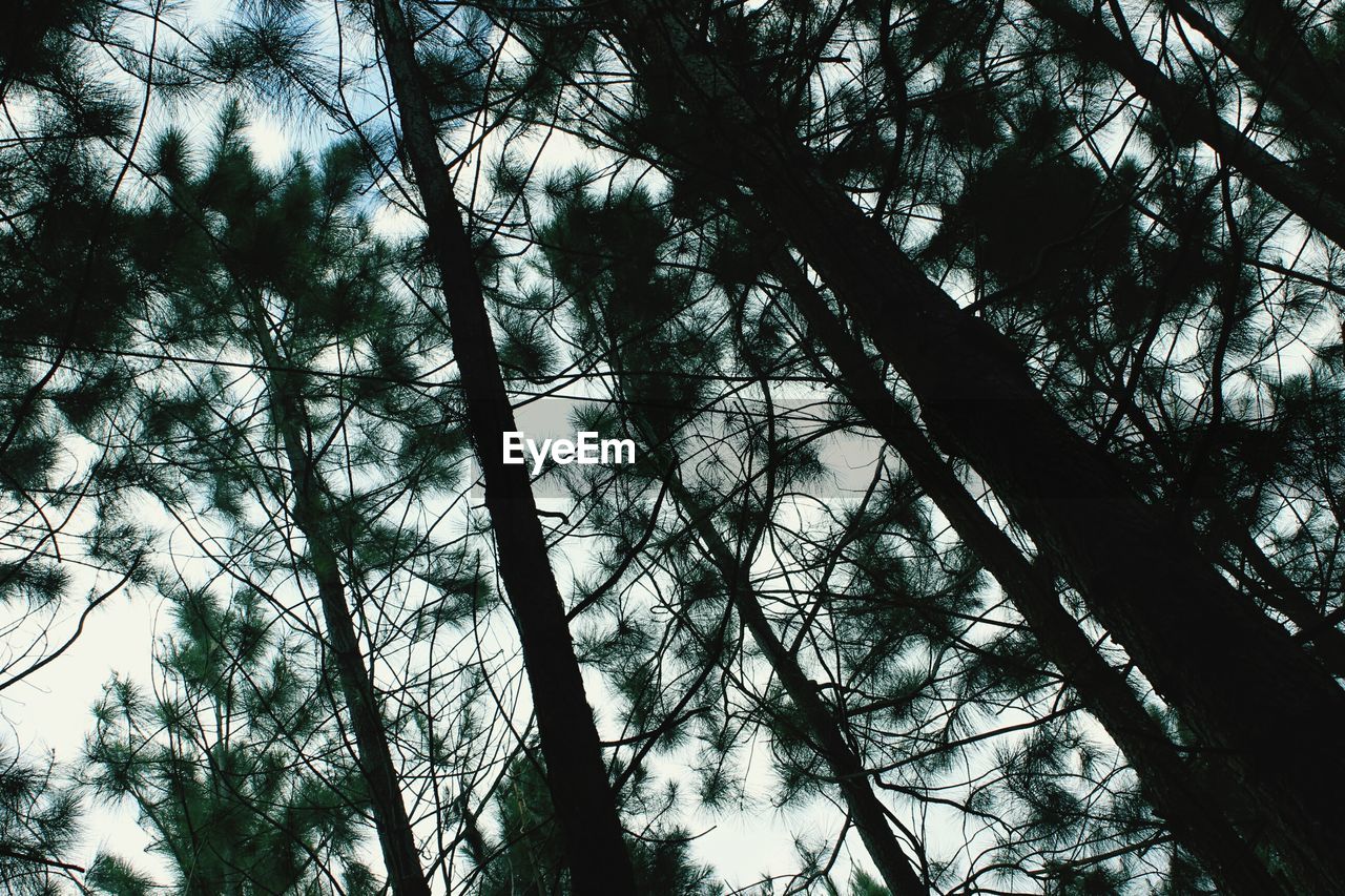 LOW ANGLE VIEW OF TREES AGAINST SKY