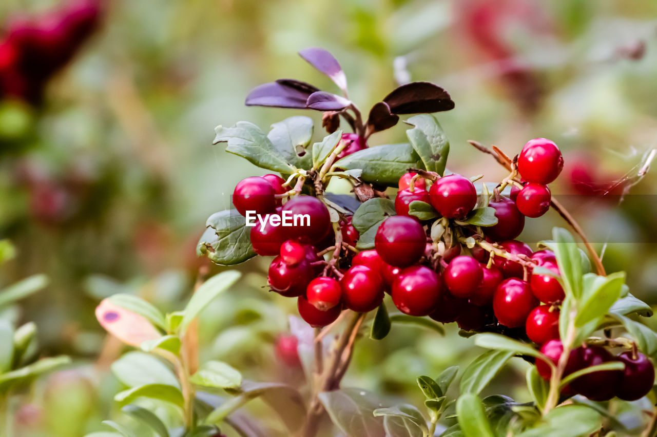 Close-up of red berries, lingonberries, in natural environment