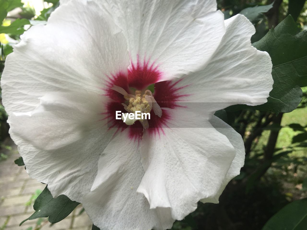 CLOSE-UP OF WHITE FLOWER BLOOMING OUTDOORS