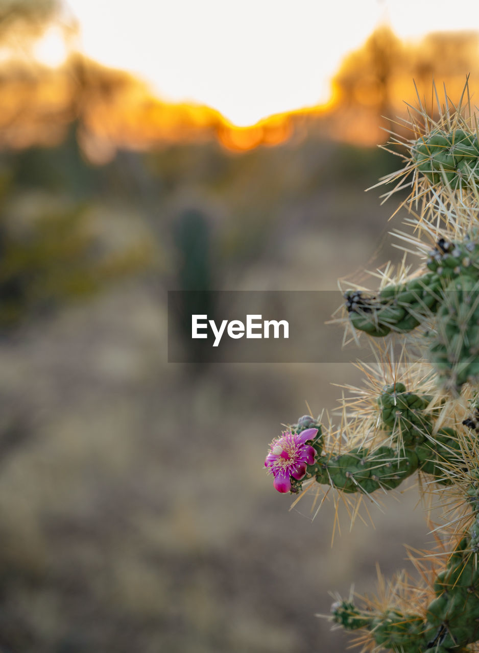 plant, nature, flower, beauty in nature, flowering plant, cactus, environment, no people, growth, thorn, focus on foreground, close-up, freshness, succulent plant, leaf, thorns, spines, and prickles, outdoors, landscape, land, scenics - nature, grass, sunset, macro photography, desert, sky, day, wildflower, mountain, sunlight, fragility, spiked, botany, sharp, tranquility, coniferous tree, autumn, travel destinations, pinaceae, travel, flower head