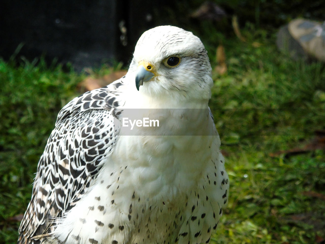 Alert white falcon looking away