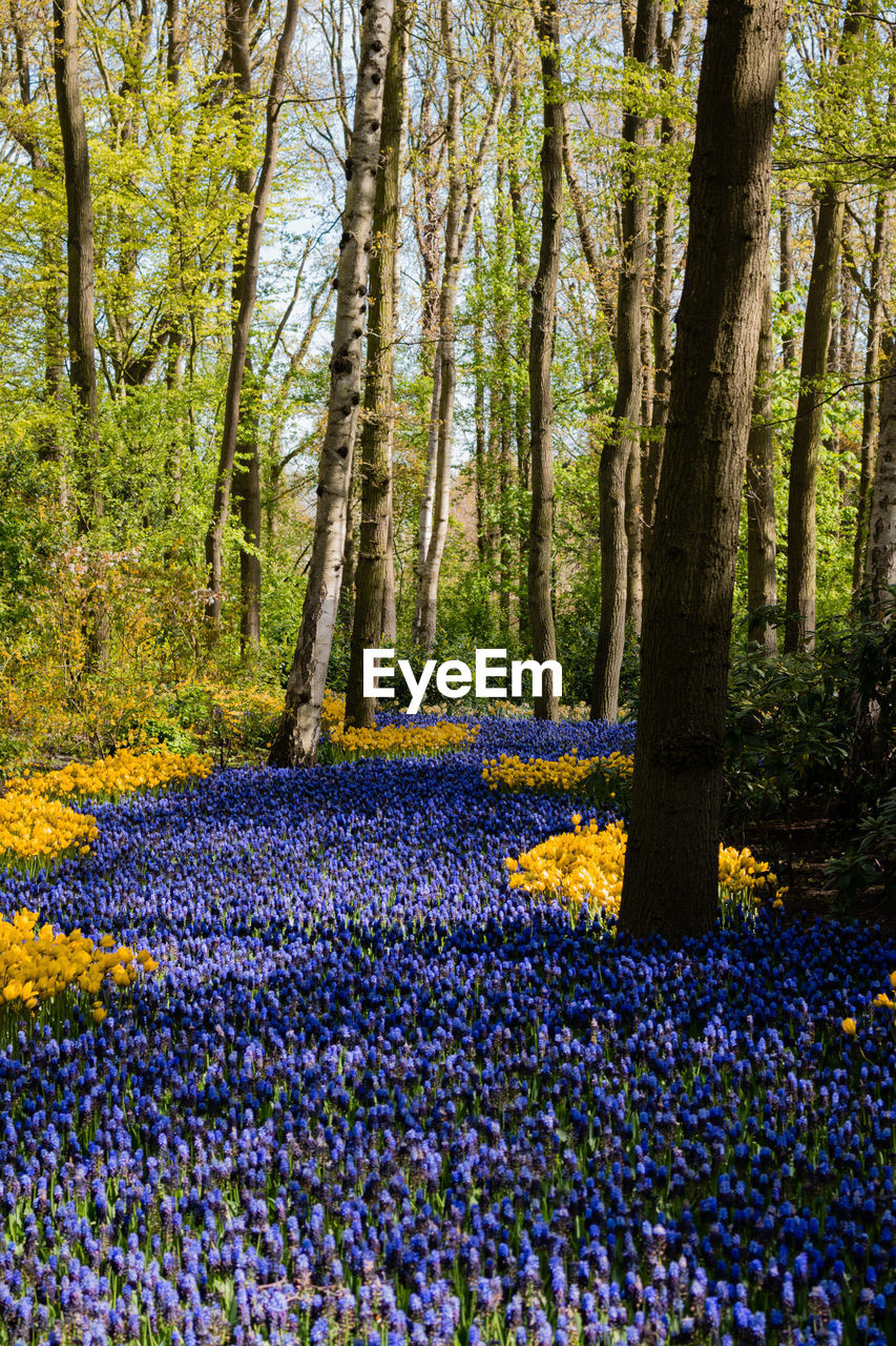 View of purple crocus flowers in forest