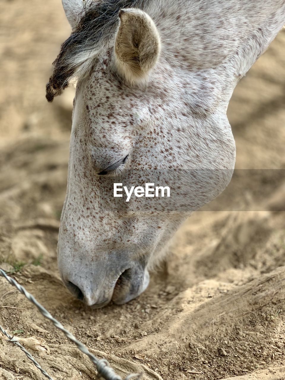 CLOSE-UP OF A HORSE HEAD