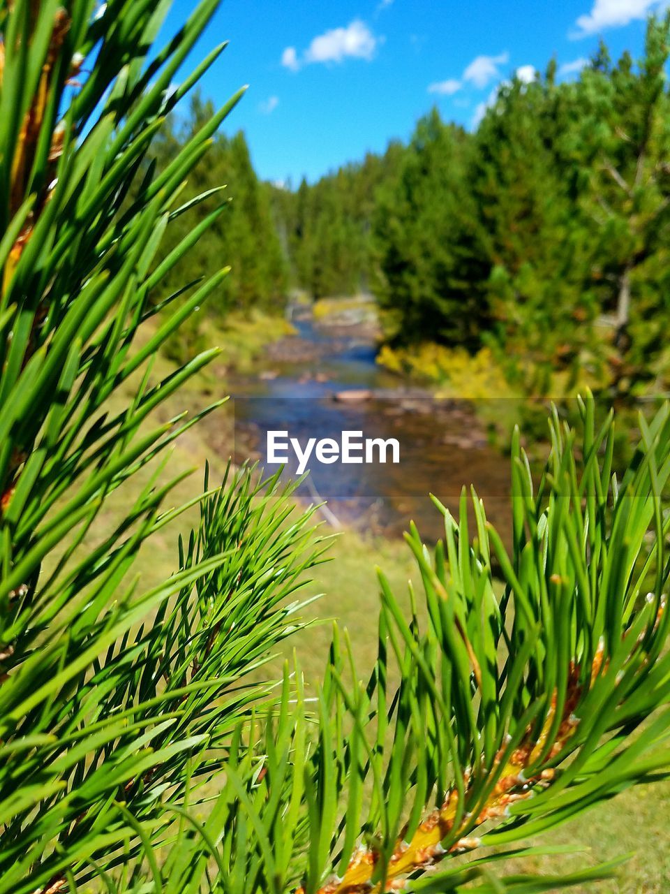 Trees growing in a river