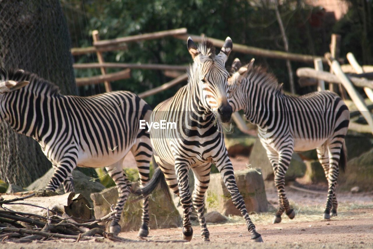 Zebras running on field at hannover zoo