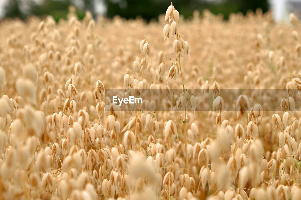 CLOSE-UP OF CORN FIELD