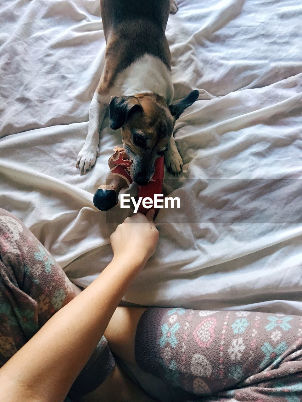 HIGH ANGLE VIEW OF HANDS WITH DOG ON BED