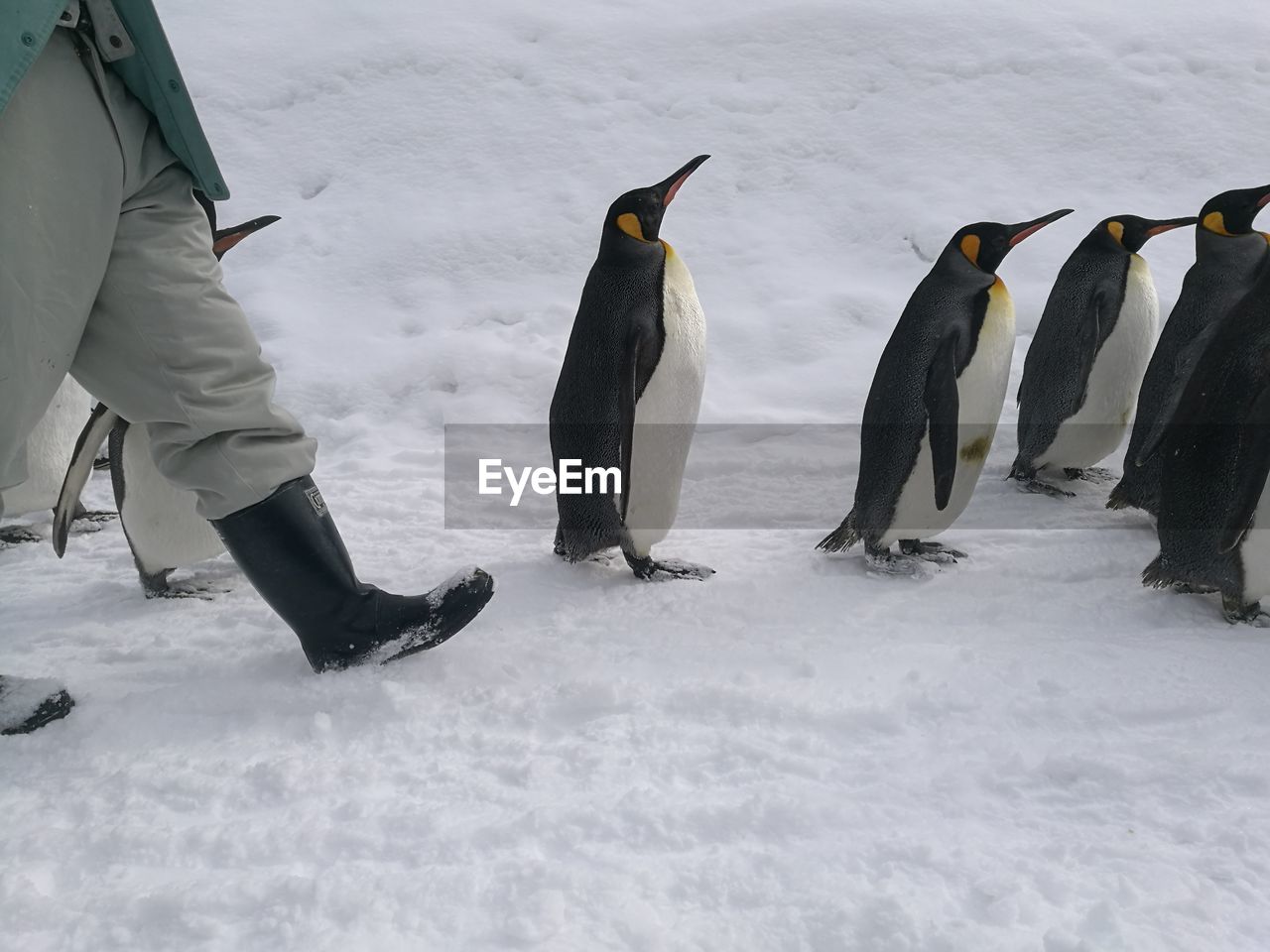 VIEW OF BIRDS ON SNOW COVERED LAND DURING WINTER