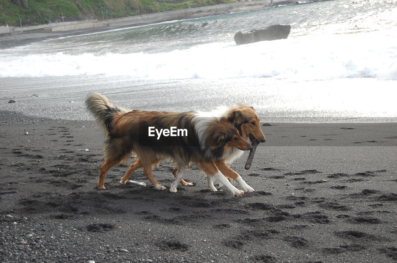 Playful rough collies at beach