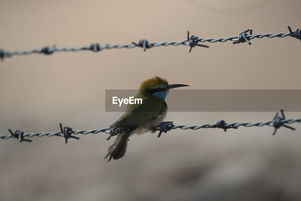 Close-up of blue cheeked bee eater bird perching on barbed wire