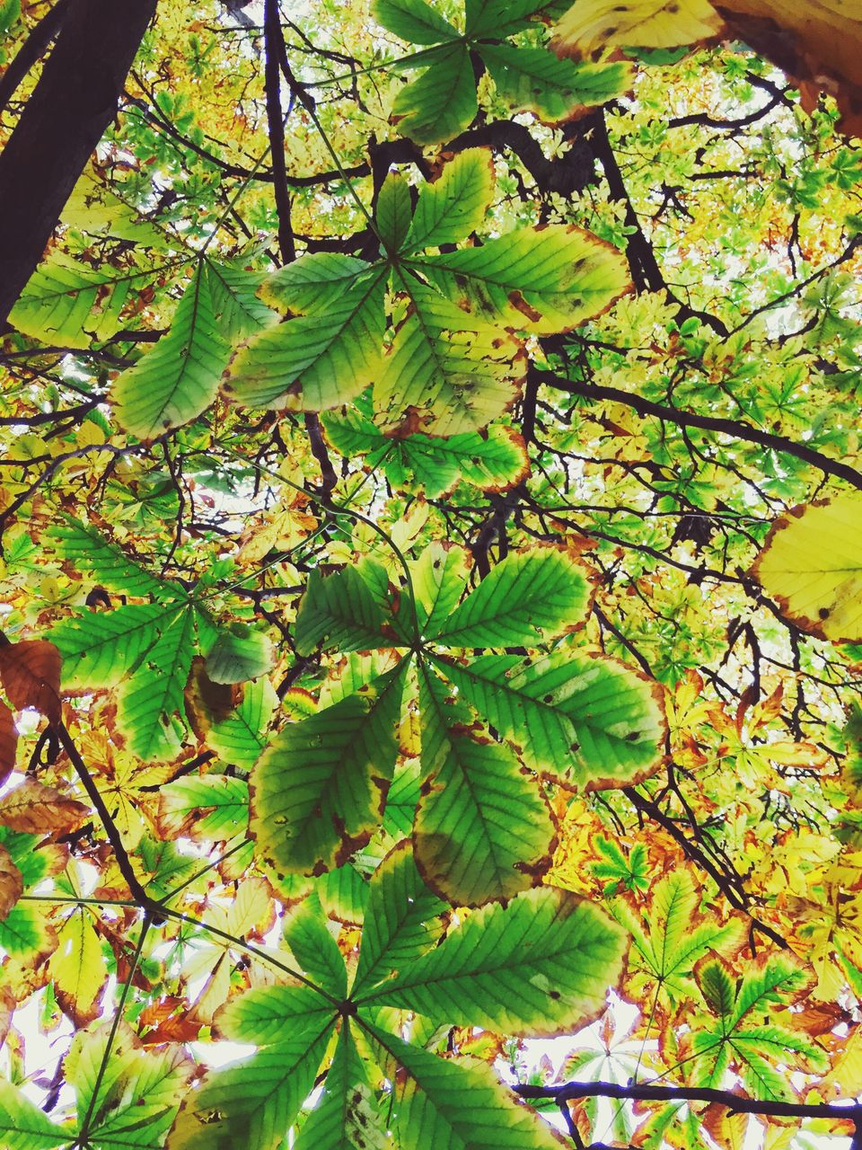 Low angle view of tree branches