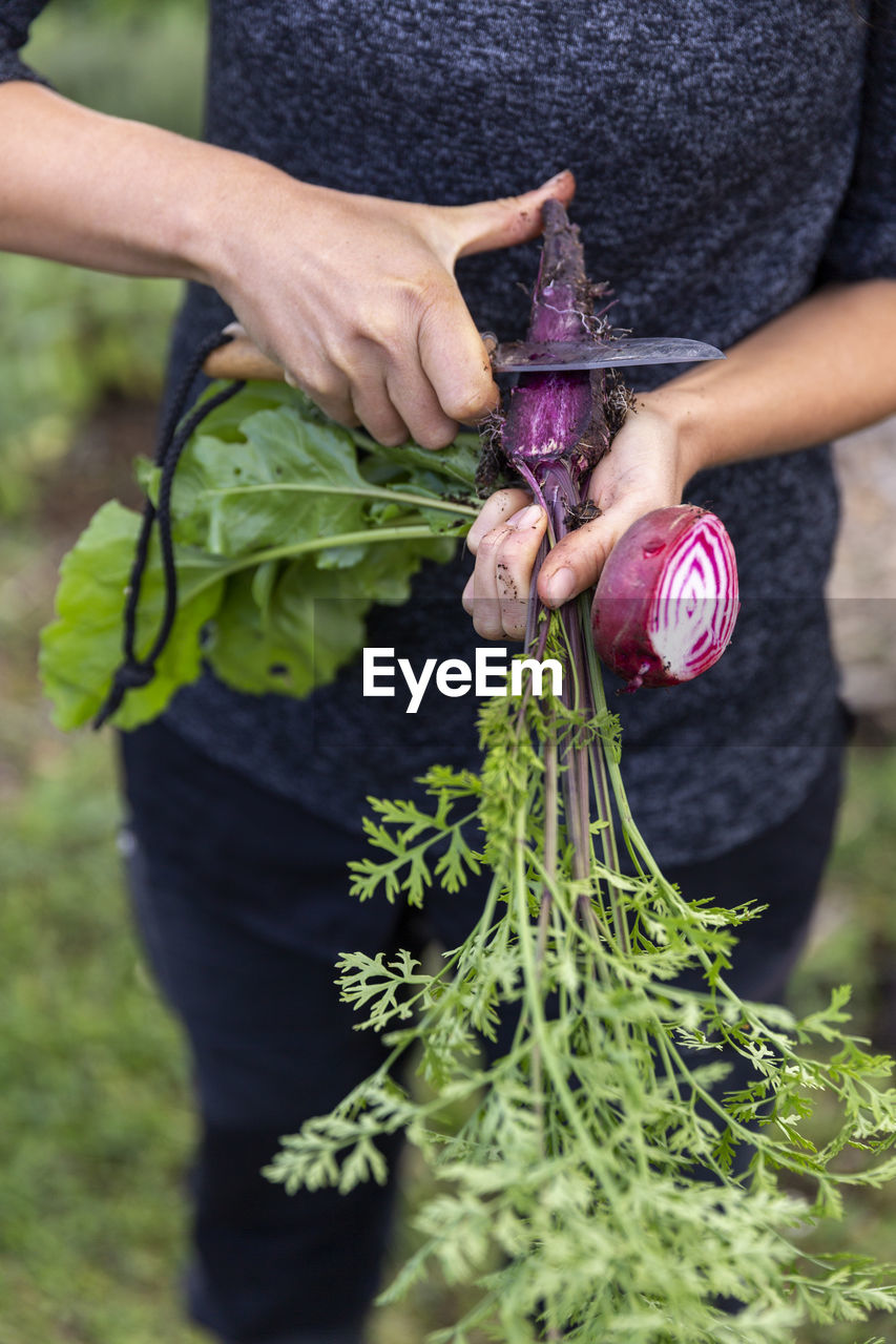 Womans hands cleaning purple carrot with knife