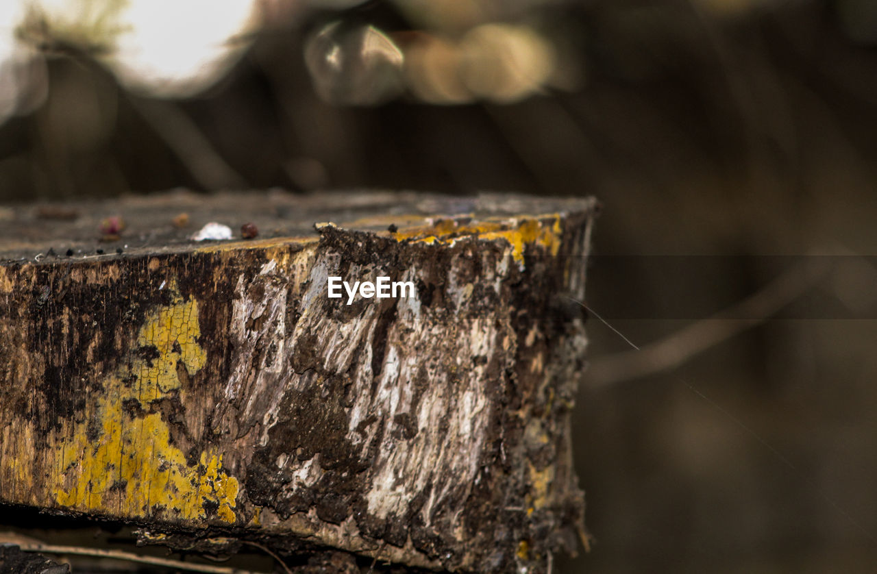 Close-up of tree stump