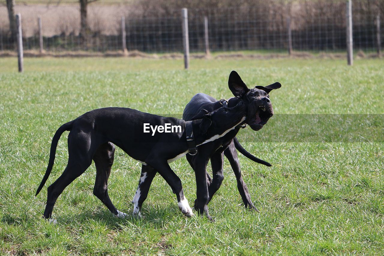 BLACK DOG IN A FIELD