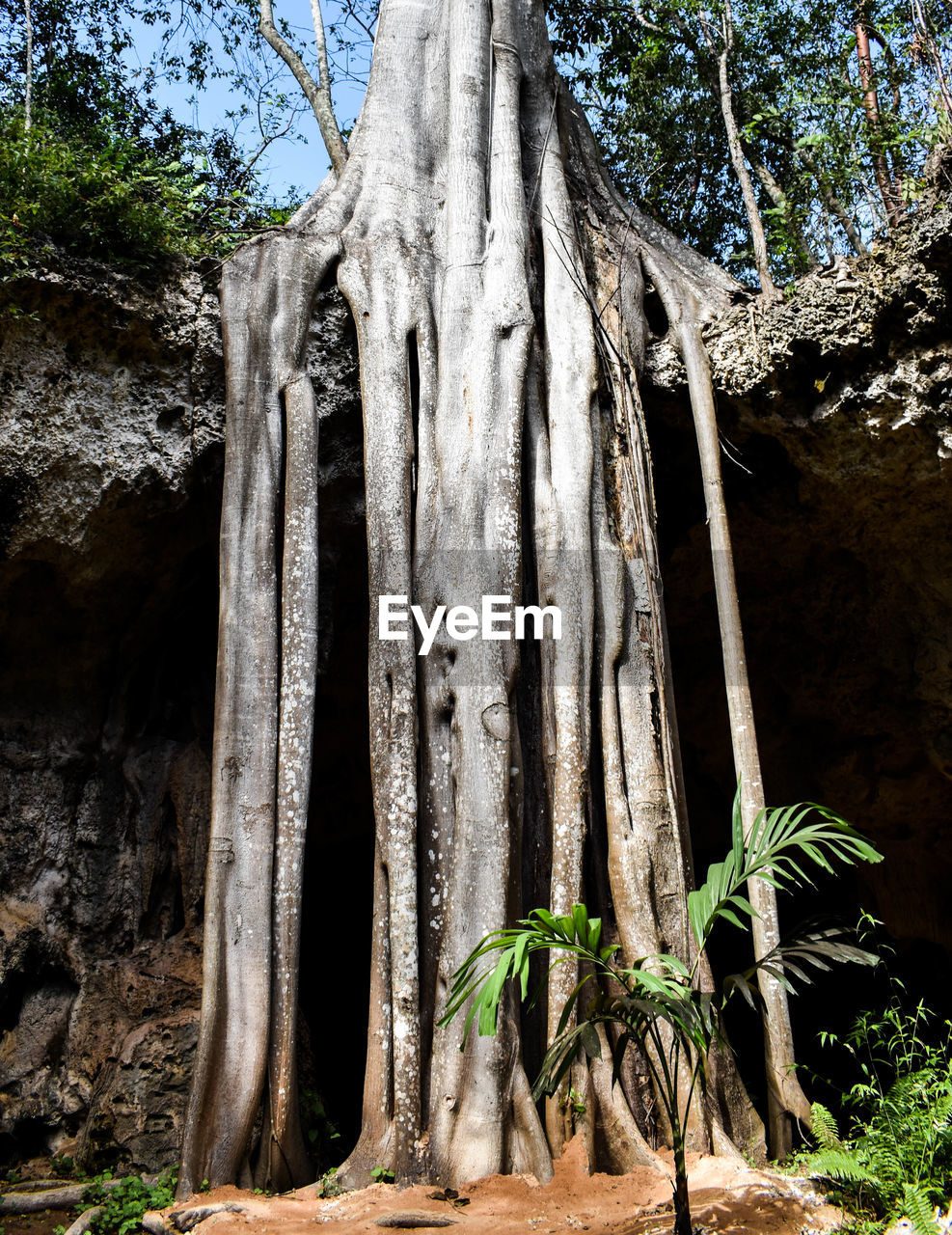 LOW ANGLE VIEW OF TREE ROOTS AGAINST TREES