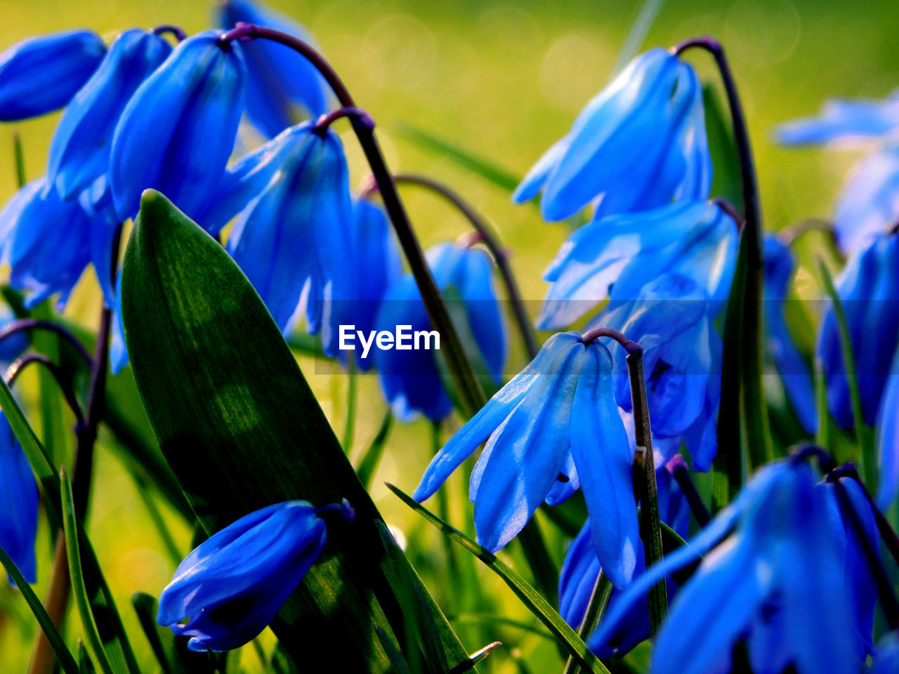 CLOSE-UP OF BLUE FLOWERING PLANTS ON LAND